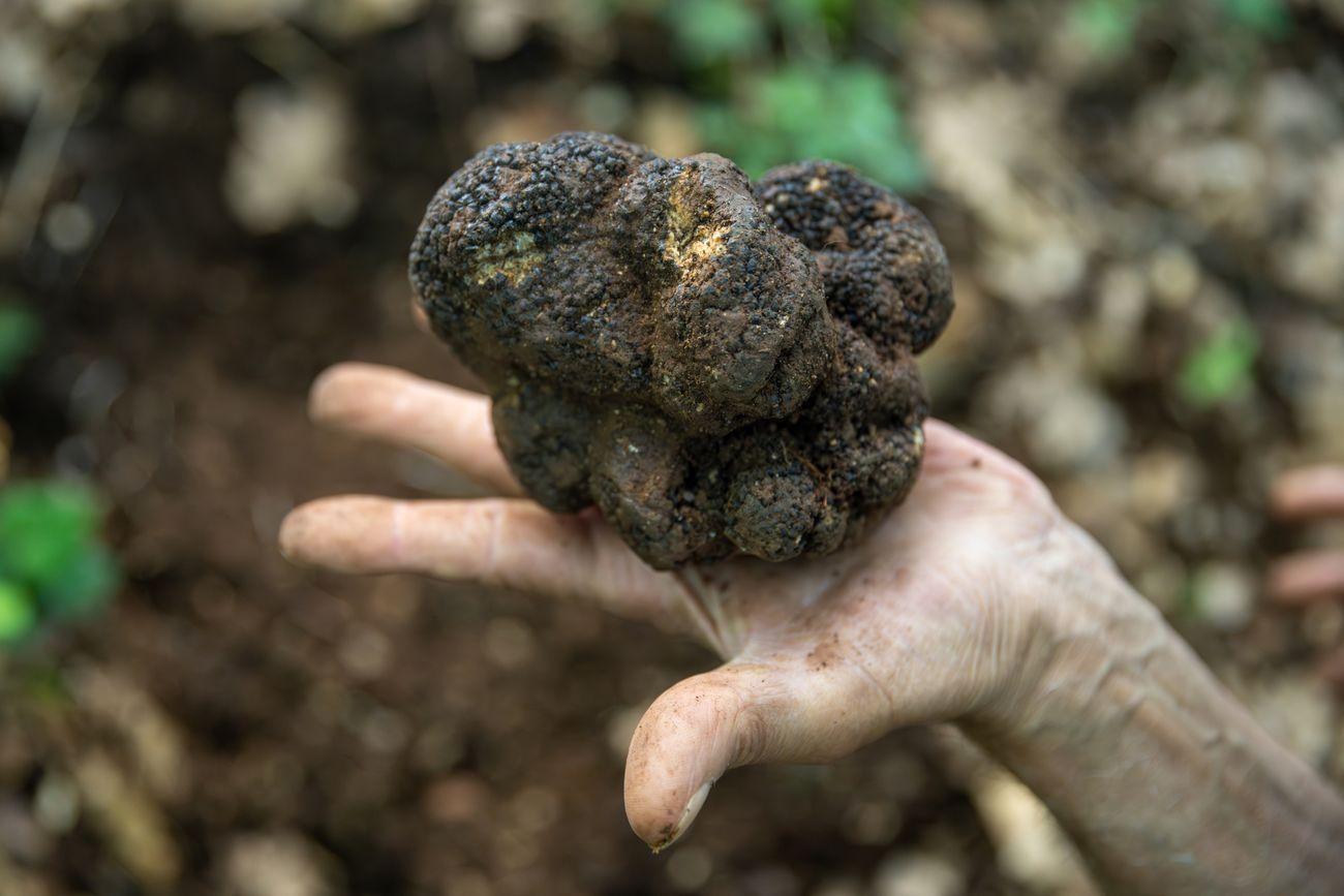 Feast Truffle Umbria