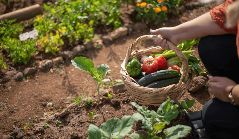 vegetable garden