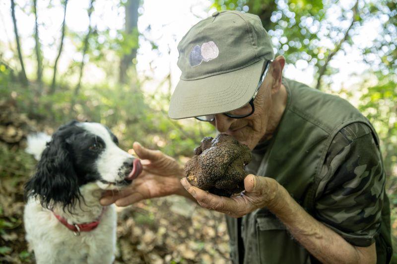 truffle piedmont